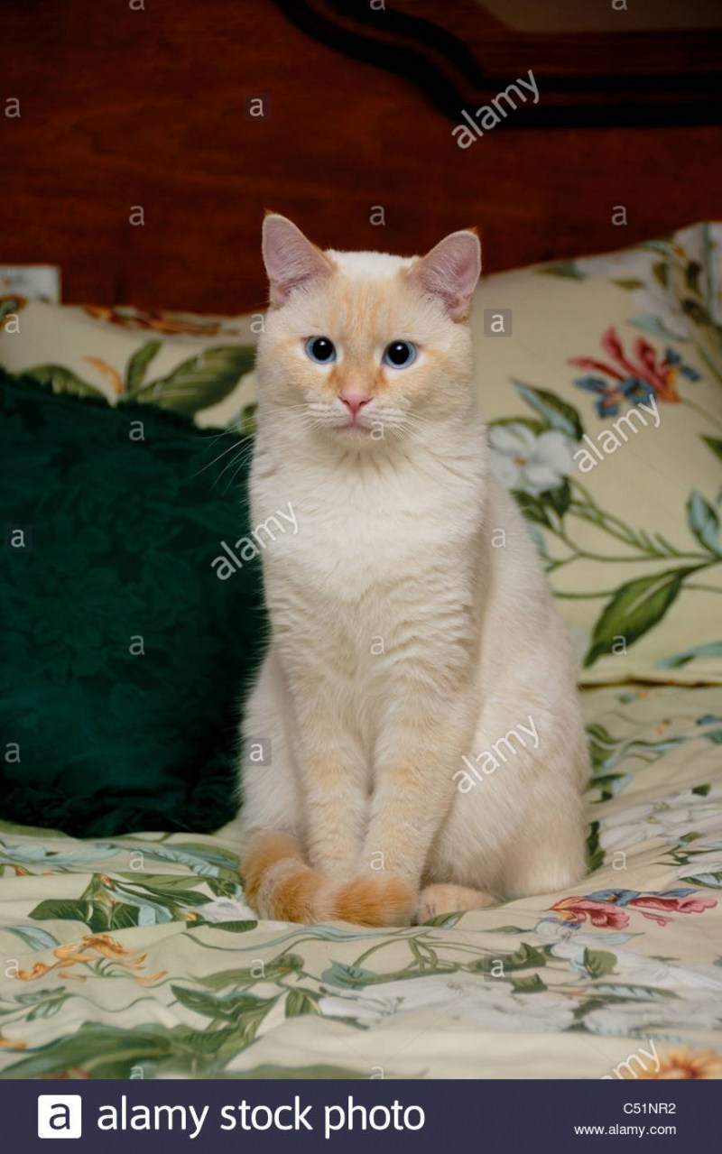 Тайская кошка реж поинт