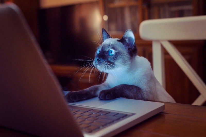 Котик за компьютером