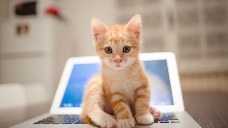 Котик за компьютером