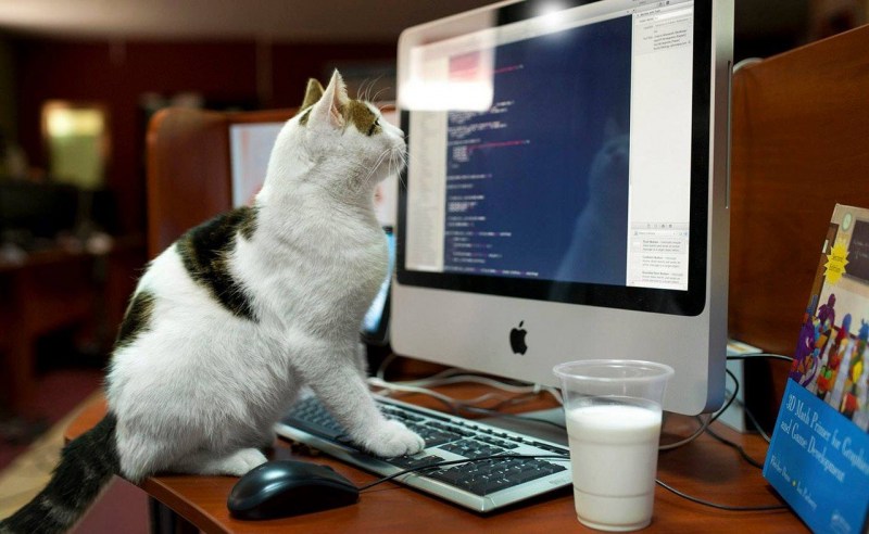 Котик за компьютером
