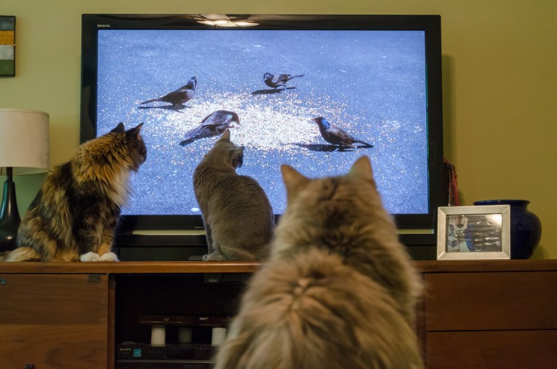 Котенок и телевизор