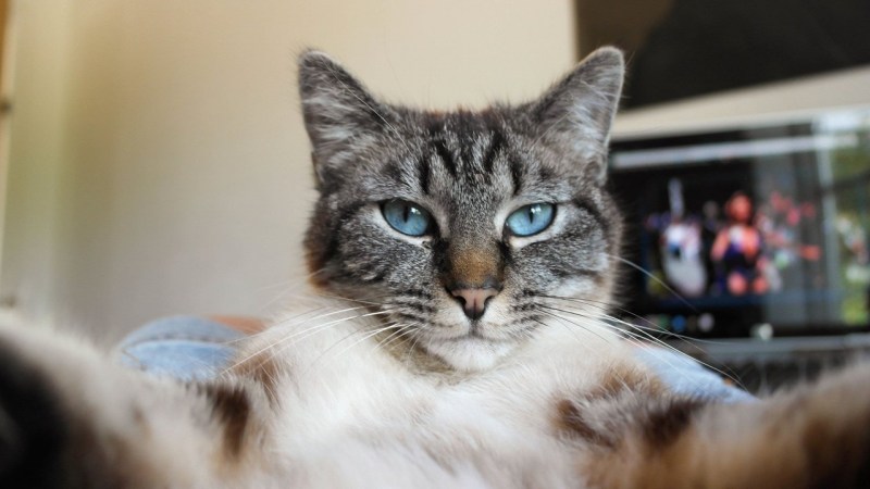 Кошка близко