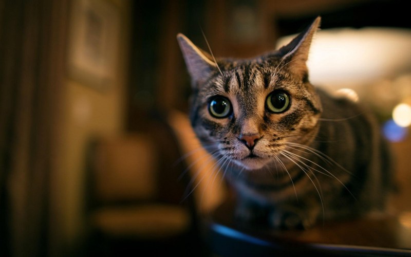 Взгляд кошки