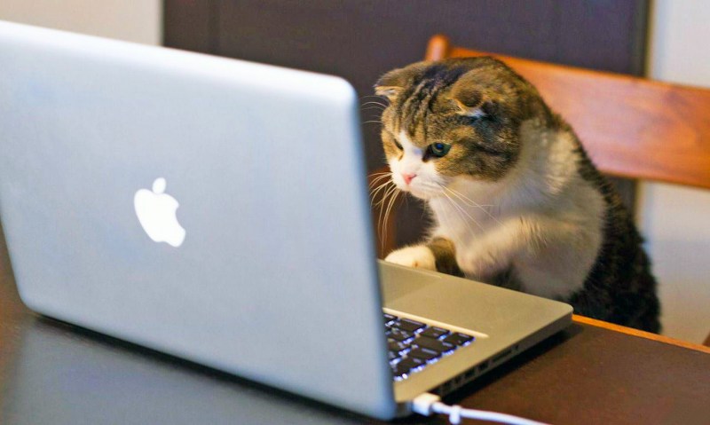 Котики за компьютером в темноте