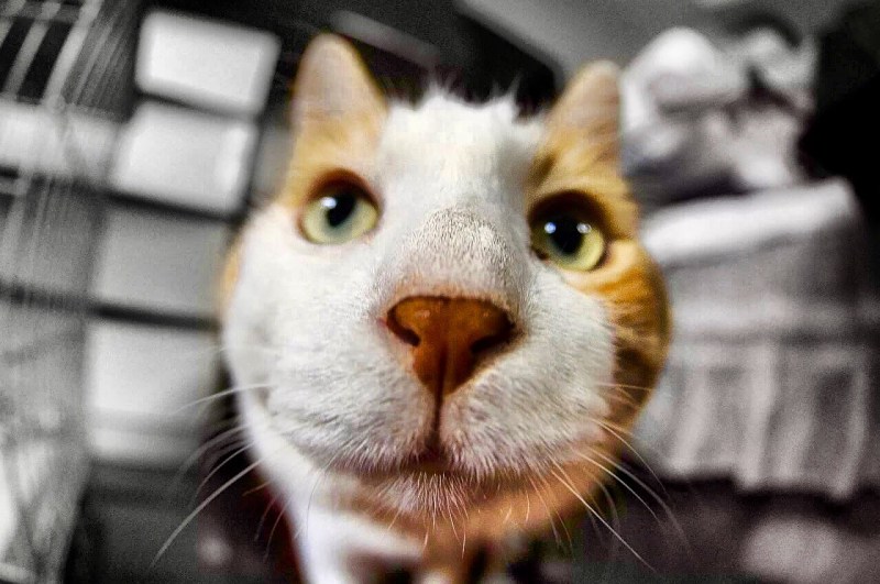 Смешная мордочка кота