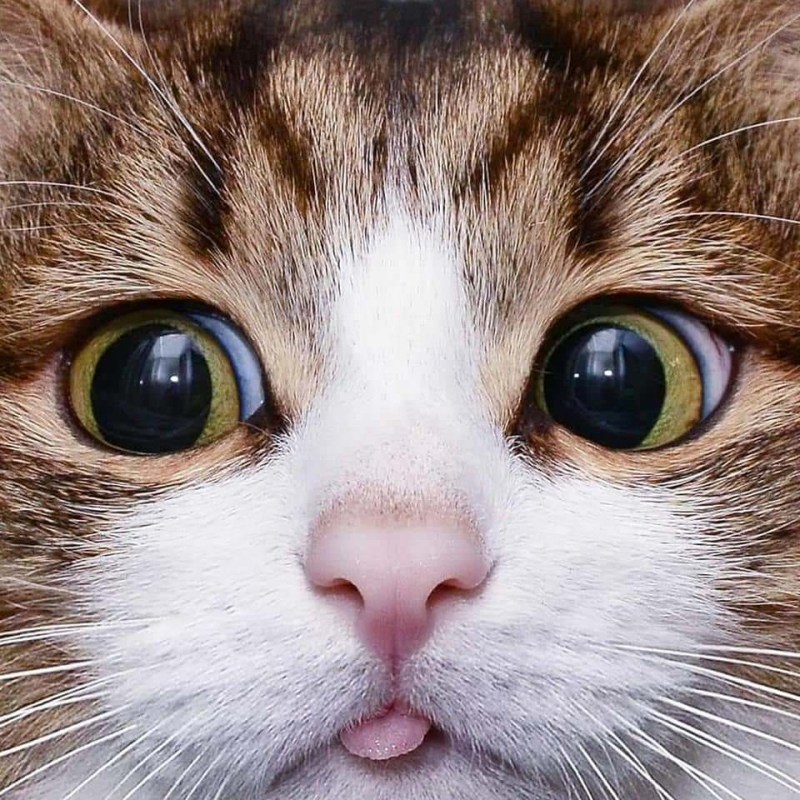 Морда котика