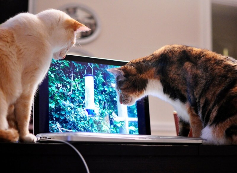 Котенок и телевизор