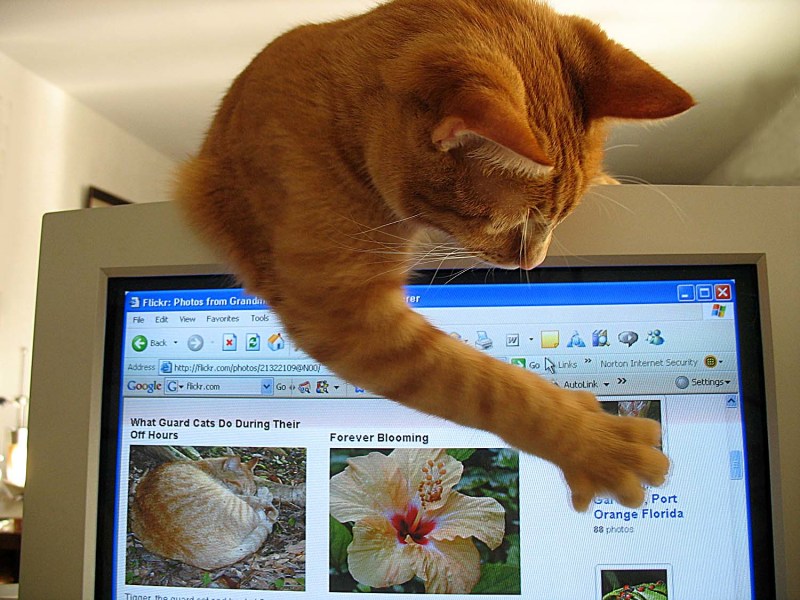 Котик за монитором