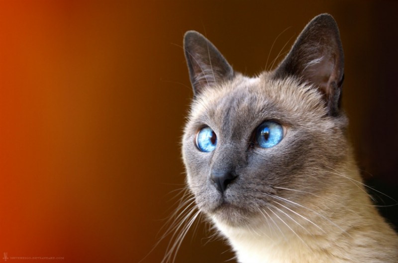 Сиамская кошка
