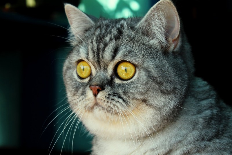 Кот Тиша британец