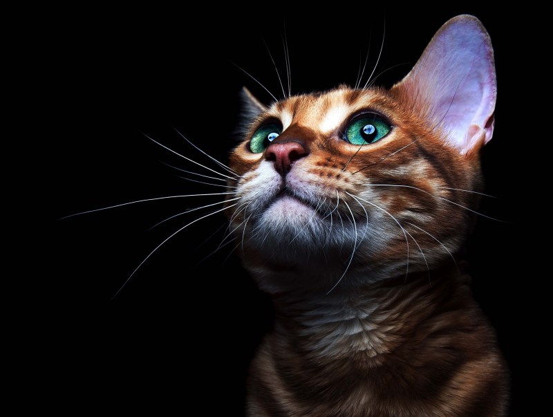 Морда кота