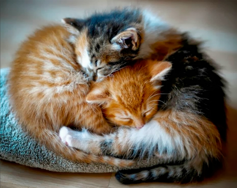 Котята в обнимку