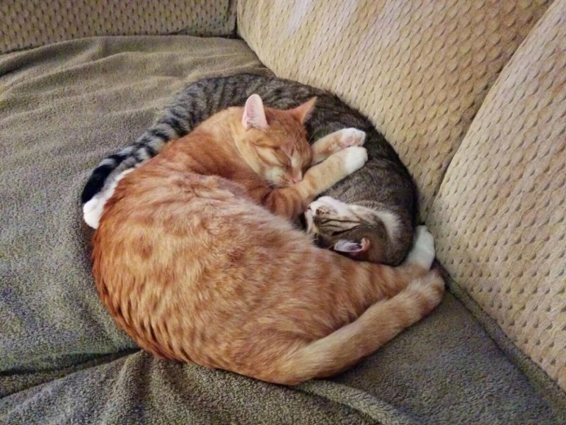 Коты спят в обнимку