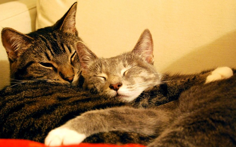 Кошки любовь