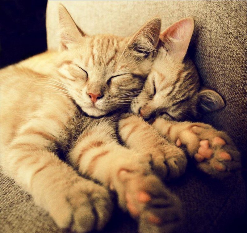 Кошечки спят в обнимку