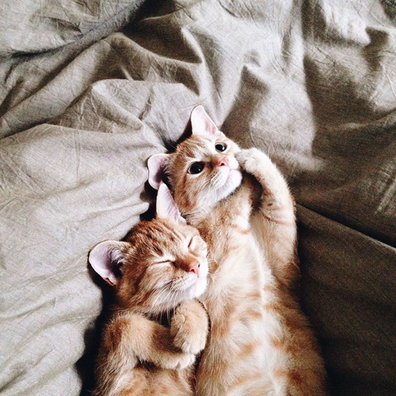 Кошки обнимашки
