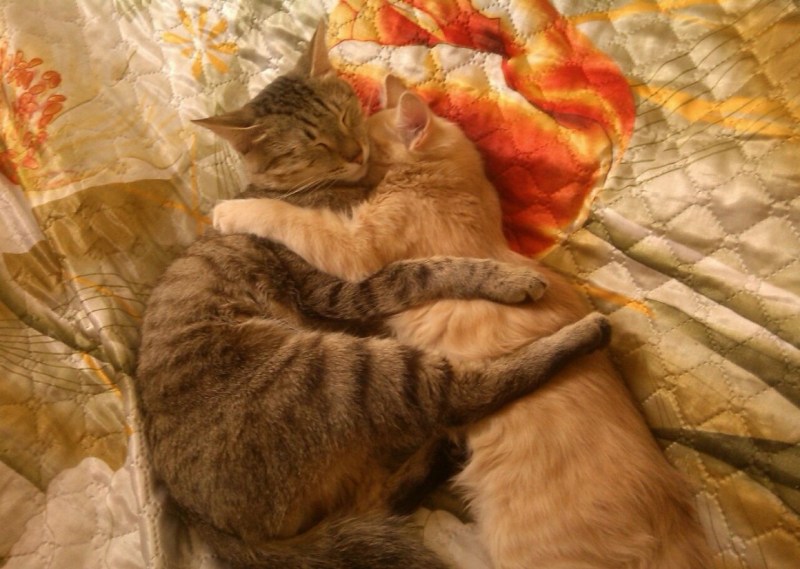 Коты спят в обнимку