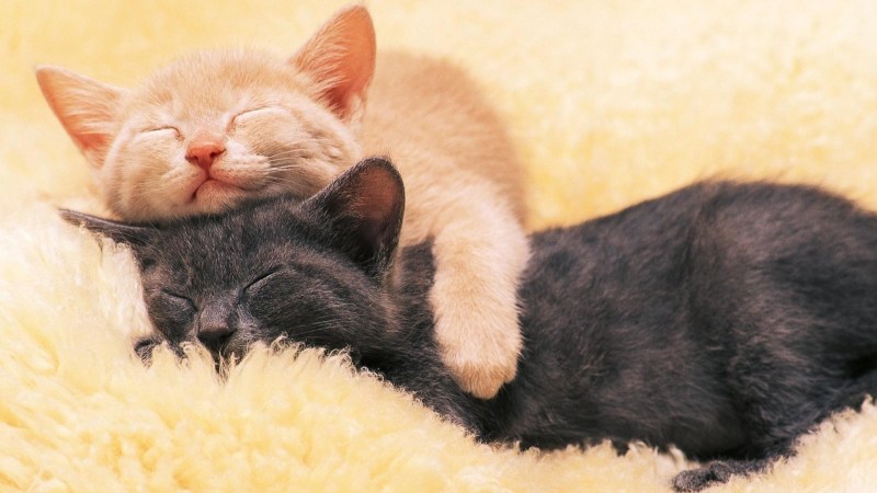 Спящие котики
