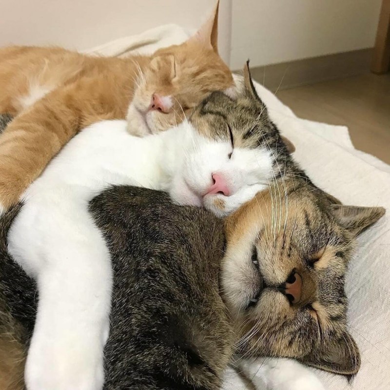 Кошка спит
