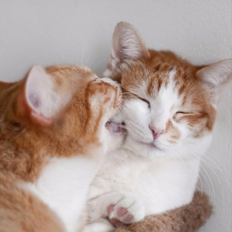Кошки любовь