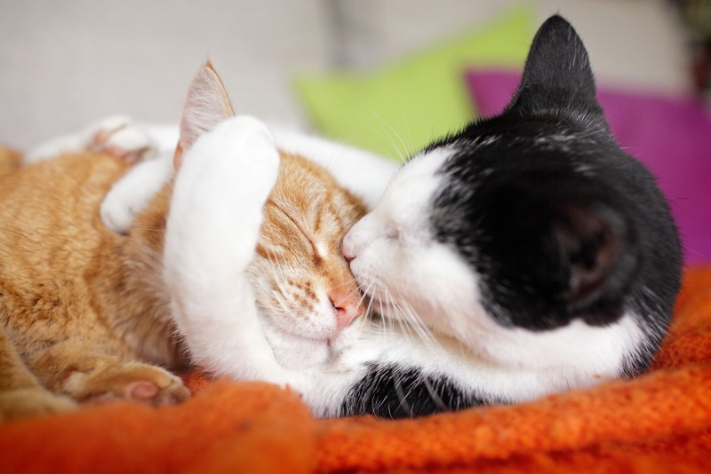 Котики обнимаются