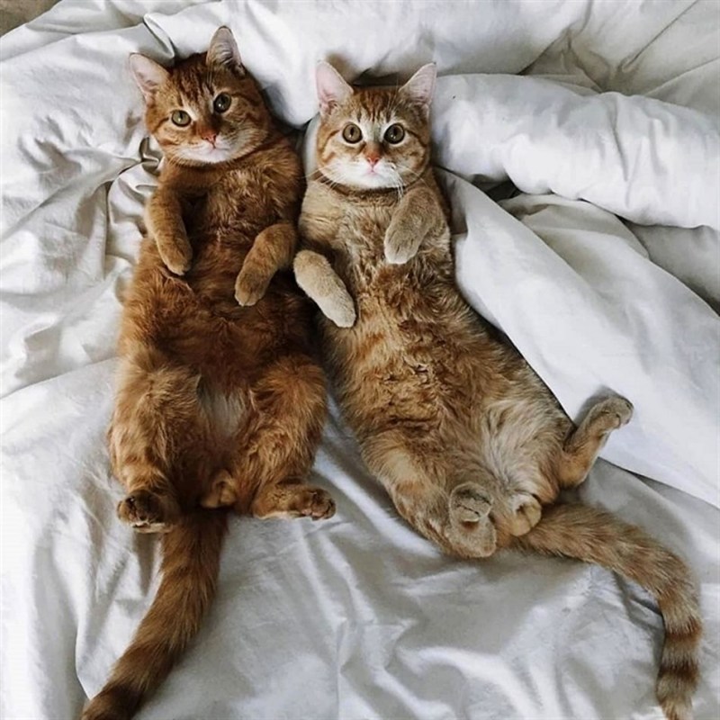 Котики вместе