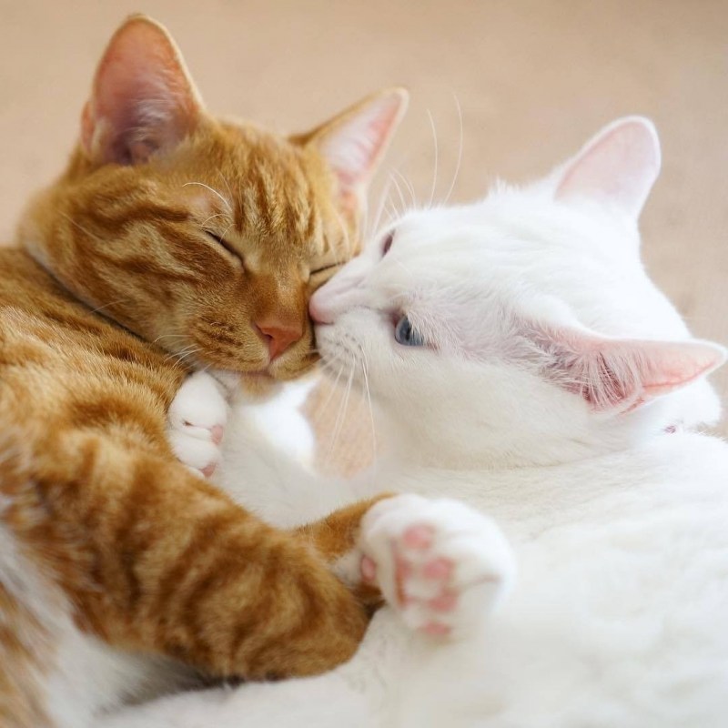 Котики обнимаются