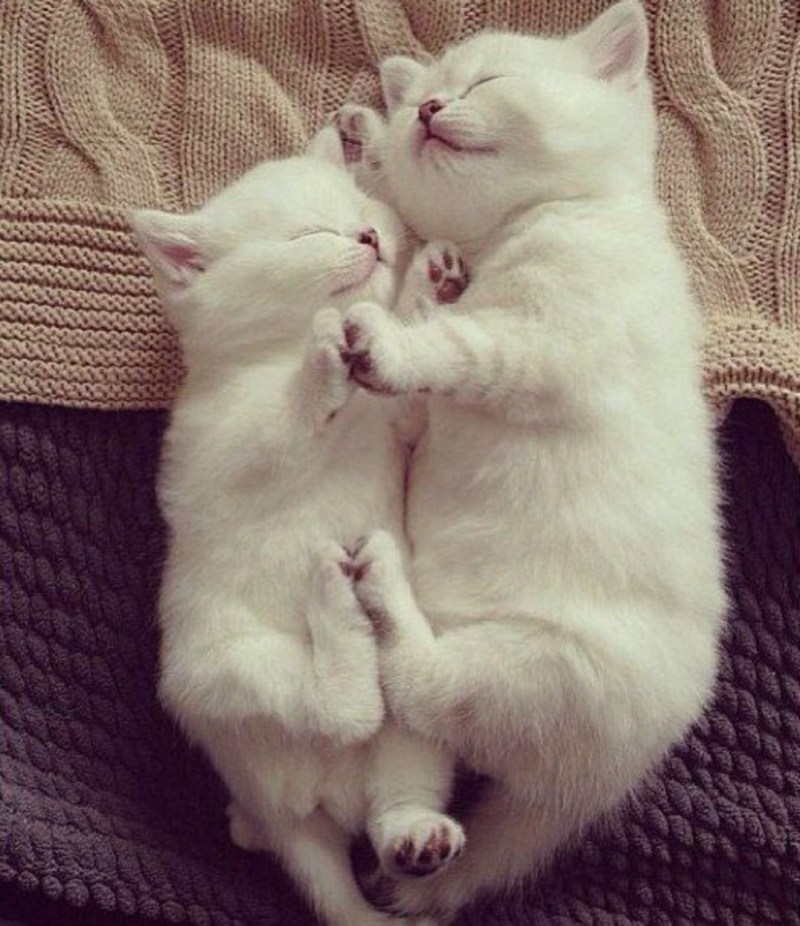 Обнимашки котят
