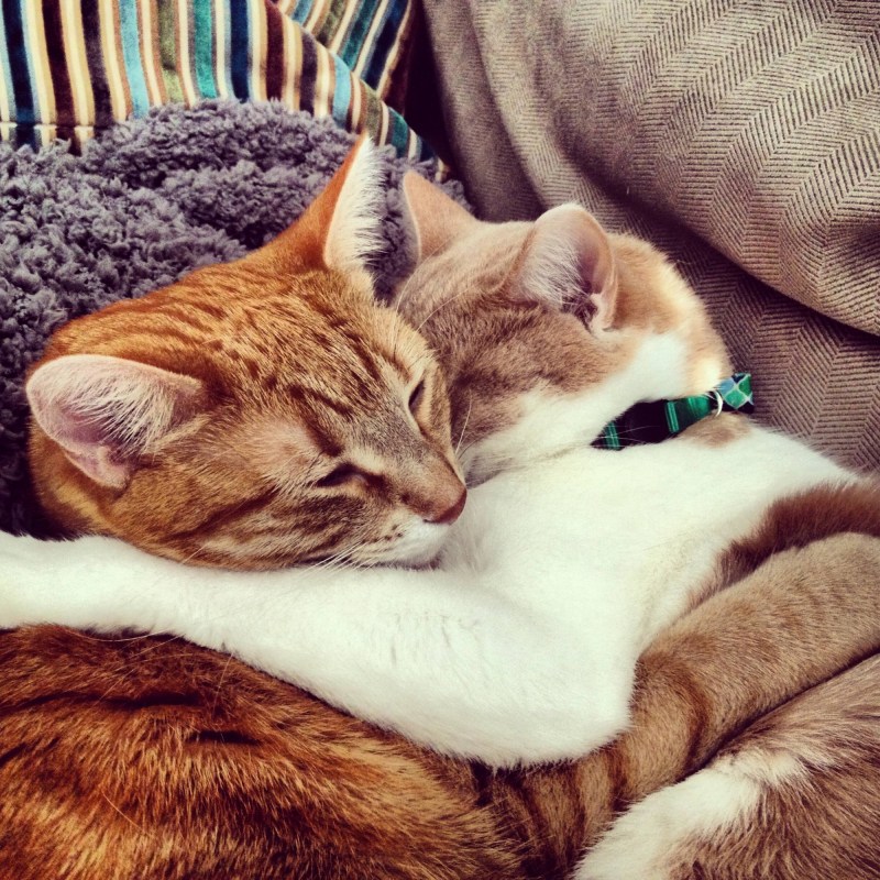 Кошки любовь