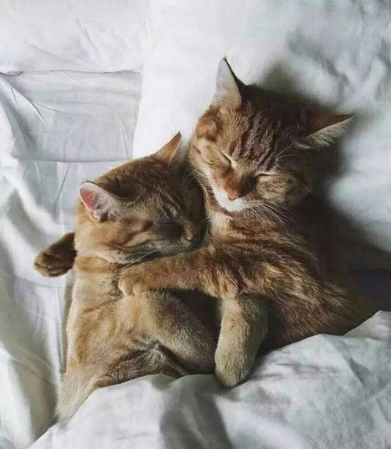 Котики спят вместе