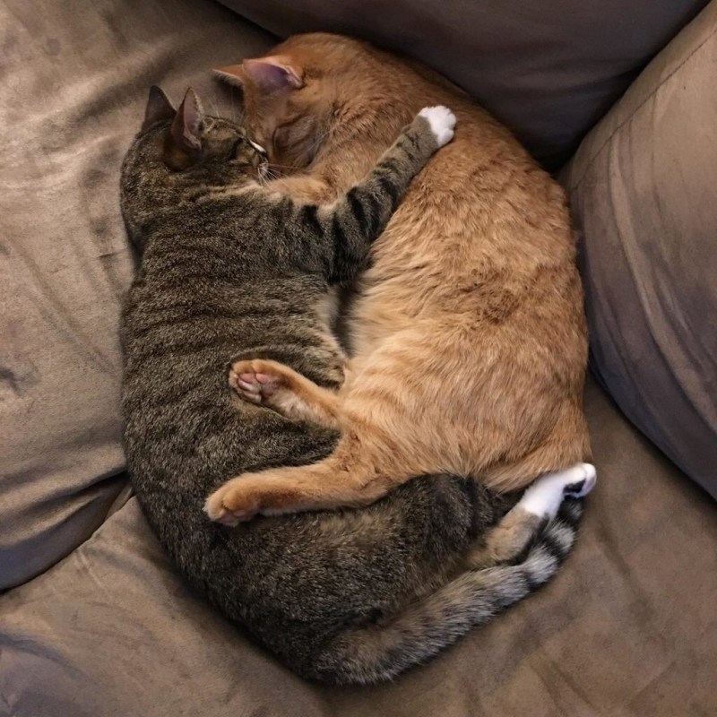 Котики лежат вместе