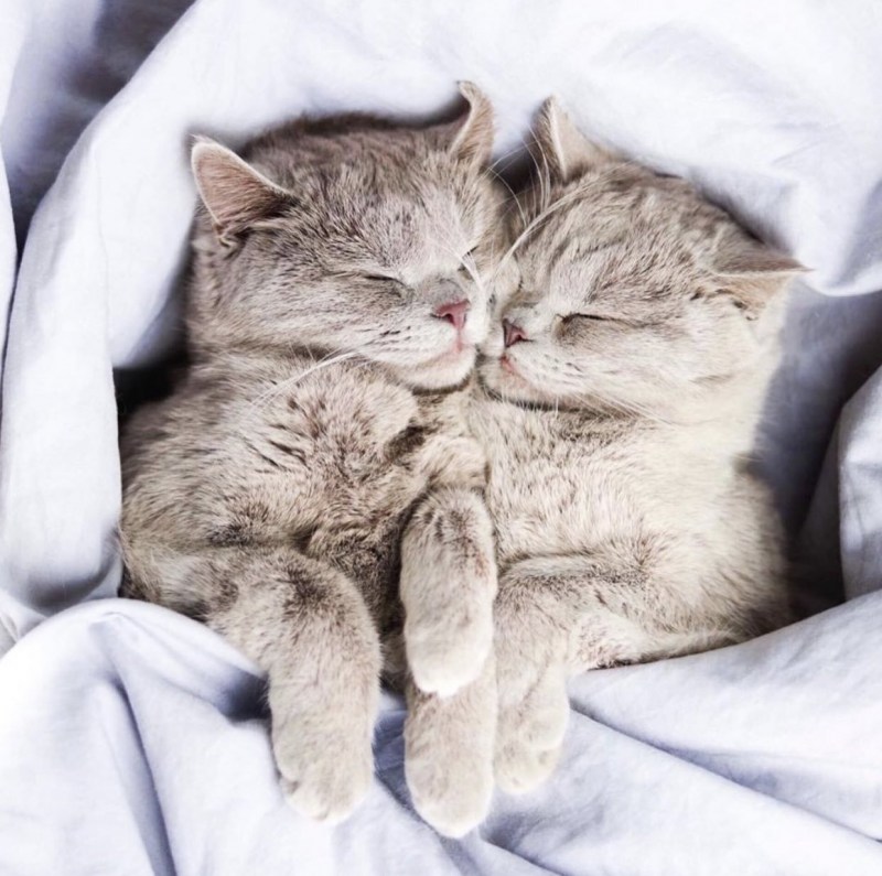 Нежные котята