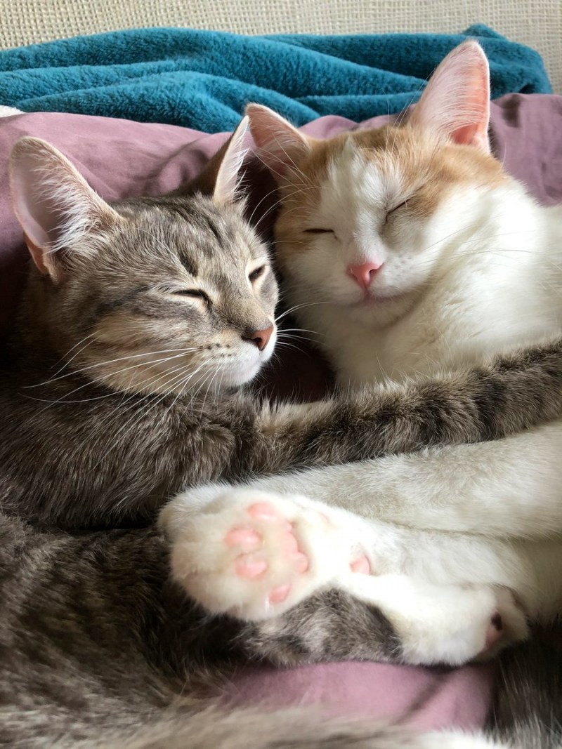 Котики спят в обнимку