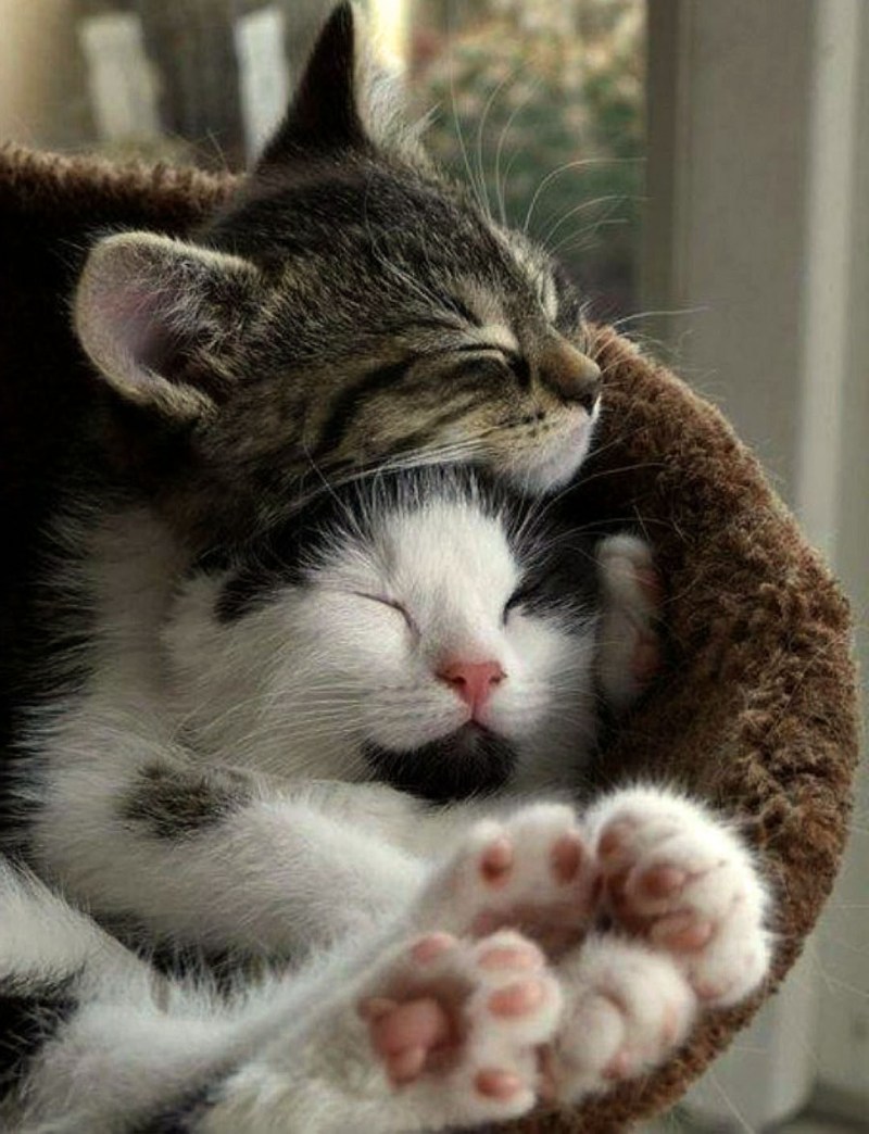 Кошки любовь