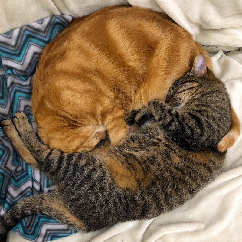 Котики спят в обнимку
