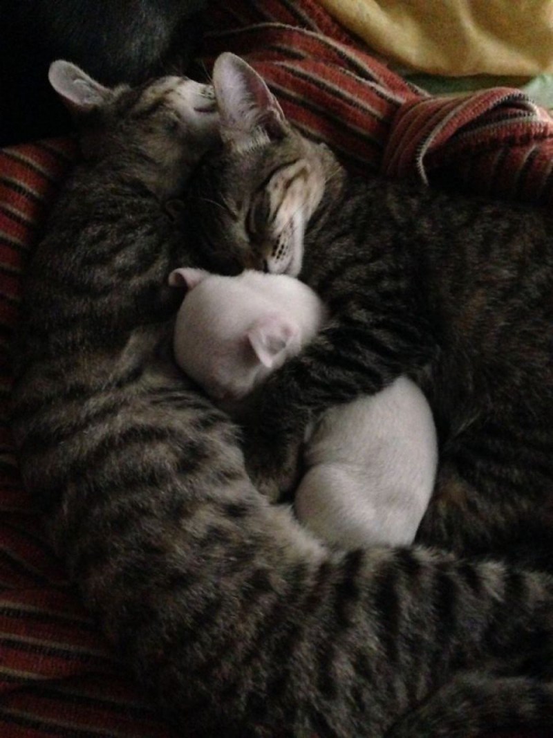 Котики спят вместе