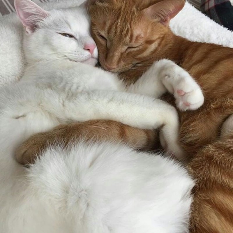 Кошки любовь