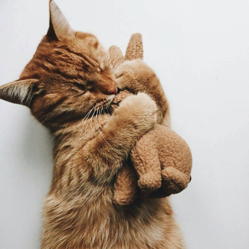 Кошки обнимашки