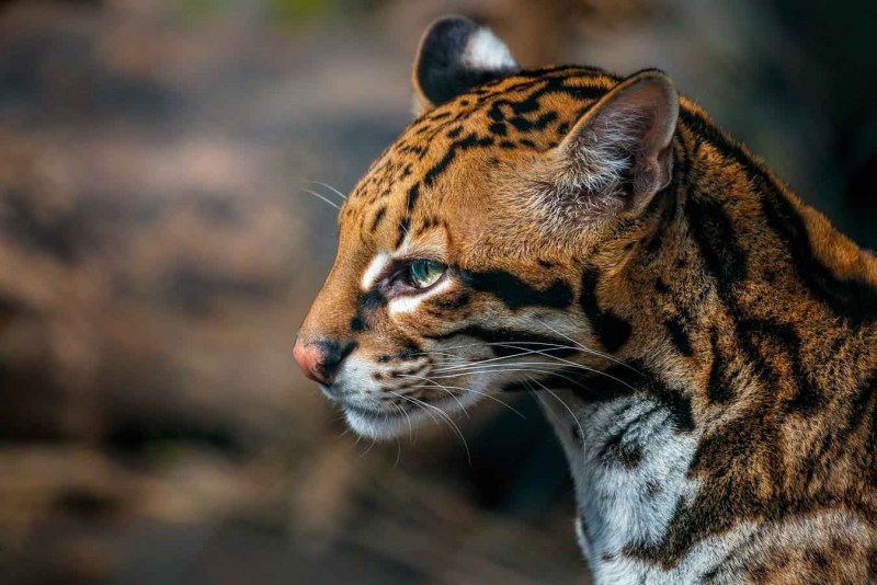 Кот Оцелот