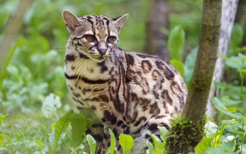 Кошки породы Оцелот