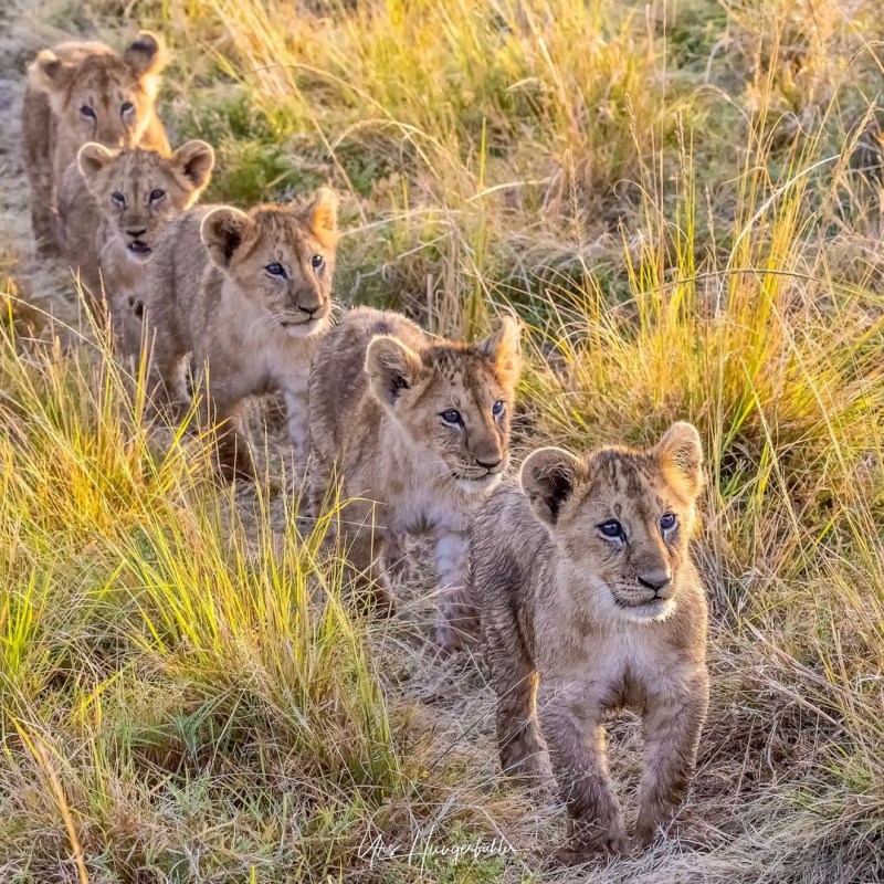 Pride of Lions Band