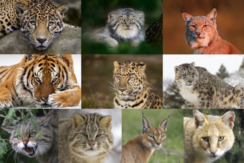 Семейство Felidae