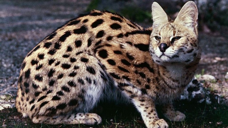 Дикая пятнистая кошка 6