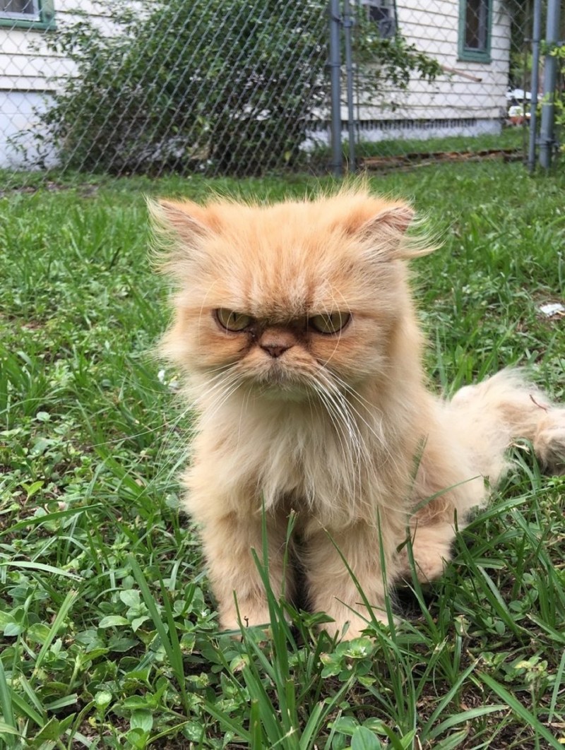 Хмурый котенок