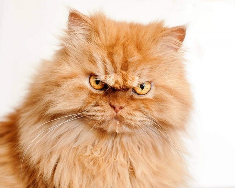 Злой рыжий кот