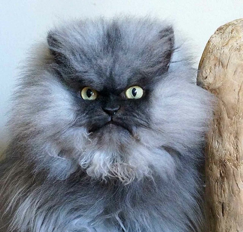 Злой пушистый кот