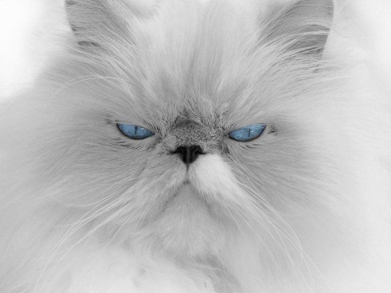 Персидские коты