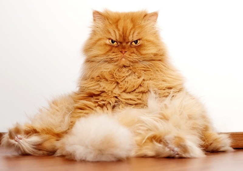 Персидский кот Гарфи