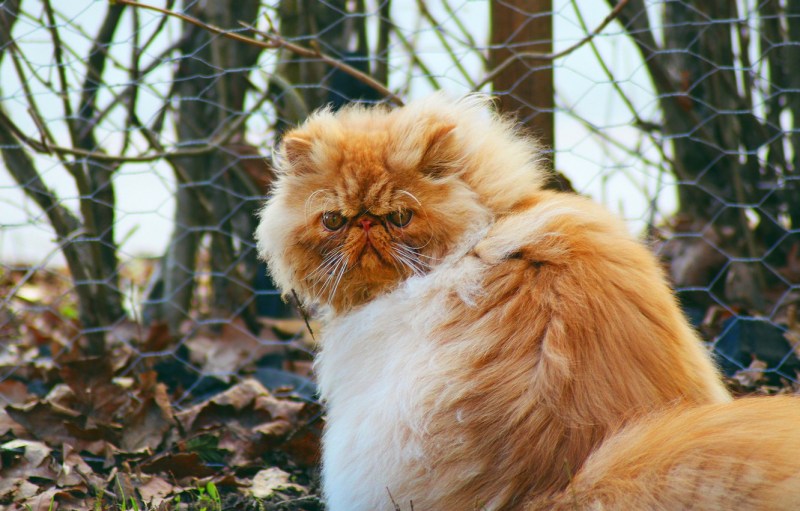 Рыжий персидский кот