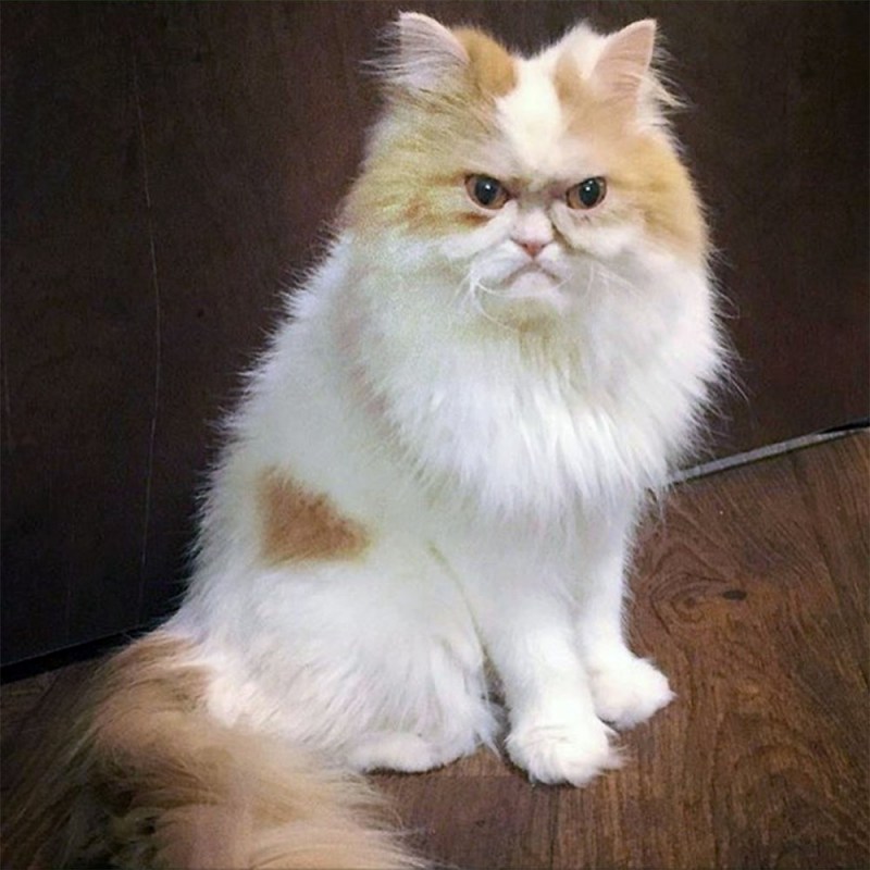 Персидский кот Луи
